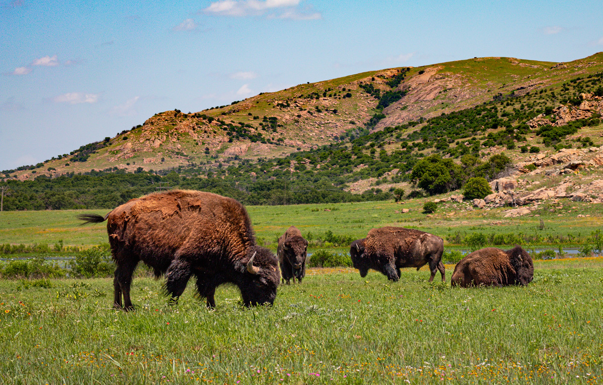 American buffalo grazing in a green mountain meadow